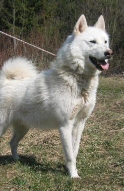 It should be noted that the Yakuts tend to dominate. If you keep several dogs, a husky dog ​​wil ...