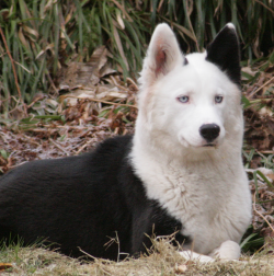 The Yakut Laika needs training courses. An obedience course is considered compulsory for this breed.