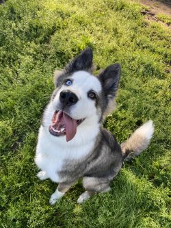 It is recommended to keep such pets for people associated with hunting. In other cases, it is ne ...