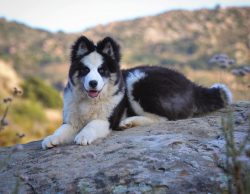 The general name of the breed is Sakha Yna, translated from Yakut it means “Yakut dog”.