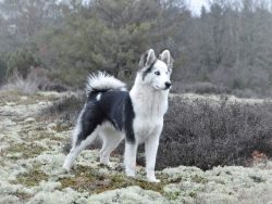 If a guest presents a Yakut Laika puppy for a holiday as a gift, it means that he respects and a ...