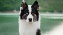 The Yakut Laika is considered an invaluable helper for hunters due to their keen sense of smell, ...