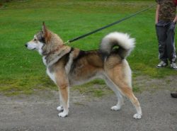 In addition to the main name, the Yakut Laika has other names: “Alazayevskaya”, R ...
