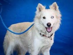 The Yakut today has a long and moderately soft coat, a muscular body, strong legs, and a differe ...