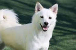 The height of the dog at the withers ranges from 55–58 cm, males are always slightly taller. The ...