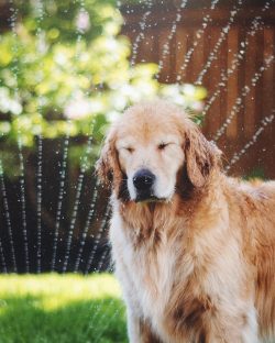 These dogs adore people and prefer to spend as much time with them as possible.