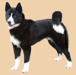 The color of the animal is most often spotted. The standard allowed gray-white, white-black, bla ...