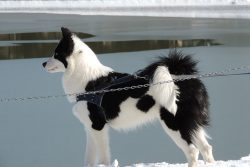 The skeleton of the dog is massive, especially in males, the musculature is strongly developed,  ...