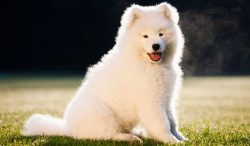 The expression of the so-called “Samoyed smile” is created by a combination of the s ...