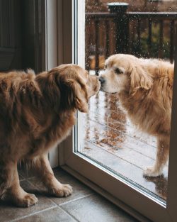Long separated from its family, the Golden Retriever is an unfortunate separation-stricken dog.