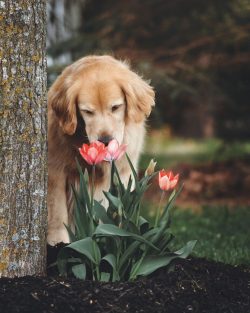 A golden retriever does not make a good watchman and security guard. Despite the fact that he wi ...
