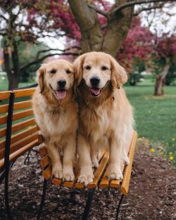 The high level of intelligence of golden retrievers allows them to achieve excellent learning re ...
