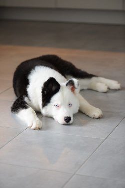 The head of the dog has the correct shape, in proportion to the body. The ears are of medium len ...