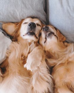 Dogs of this breed are often used as guides, therapists, and assistants for people with disabili ...