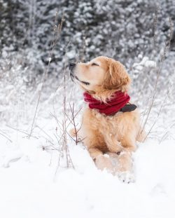 Dogs of this breed are very fond of water, and games on the water for Golden Retrievers are no l ...