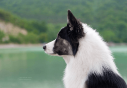 The eyes of the Yakut are sky-blue or light brown in color, the edging is black. The lips are al ...