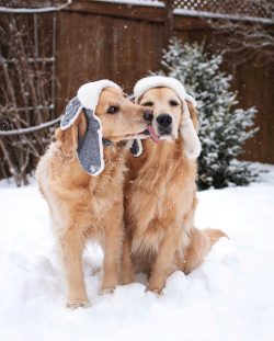 Going to the nursery for a golden retriever puppy, keep in mind that the responsible breeders wh ...