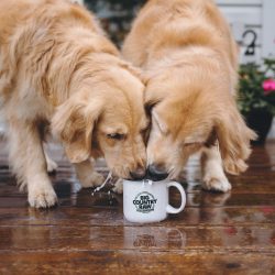 The temperaments of American and European retrievers differ significantly – consider this  ...