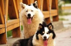 The peculiarity of the Yakut Laika is the different position of the tail, which can be straight, ...