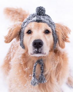 For those who see a future family friend in a golden retriever, it is better to acquire bitches  ...