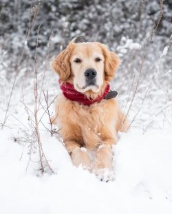 Going to the nursery for a golden retriever puppy, keep in mind that puppies inherit from their  ...