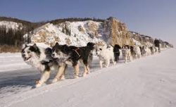 Yakut huskies are distinguished by their very peaceful and docile nature.