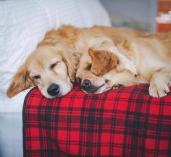 The outgoing and very loyal Golden Retriever is a wonderful family pet. He is very patient and g ...