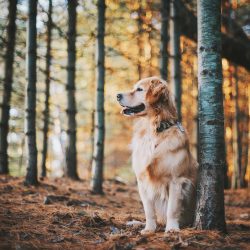 Going to the nursery for a Golden Retriever puppy, arm yourself with a printout of the breed sta ...