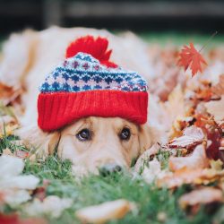 Golden Retrievers are prone to obesity. Animals that have gained extra pounds live less, and ind ...
