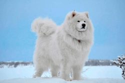 The Samoyed dog, according to the breed description, is very intelligent, friendly, and attached ...