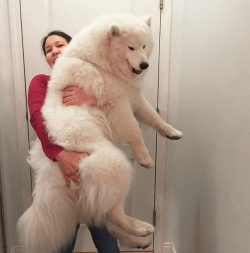 Samoyeds are neither physically nor psychologically adapted to being kept in an aviary. These do ...