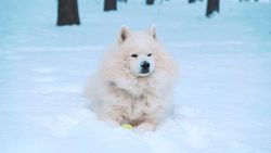 Samoyeds are working dogs that need a lot of movement, they should be constantly occupied with d ...