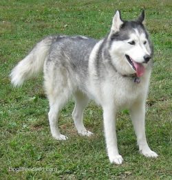 The Yakut is unpretentious in food. It usually requires less food than other hunting breeds.