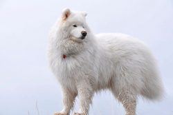 You should only walk with Samoyeds on a leash: they tend to chase small animals, which they perc ...