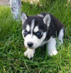 Pet care must be regular and correct. At least 1 time a week, it is worth combing the wool, gett ...