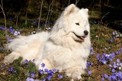 Pure white, cream, or white with a biscuit (the base color should be white with some biscuit mar ...