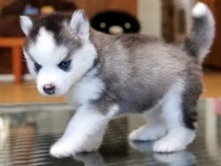 The animal lends itself well to training, especially when it is carried out in a playful way.