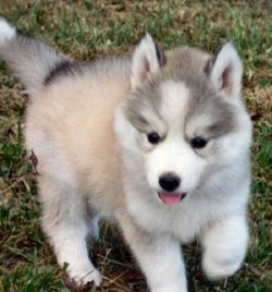 Experienced dog breeders recommend spending part of the time playing, and in the process, teachi ...