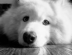 Medium-sized dogs are known for their energetic energy. They often spend a lot of time outdoors, ...