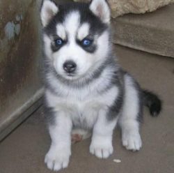 After moving to a new home, the owner should only support the pet’s abilities. Particular  ...