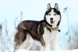 If the dog is constantly on a leash, the life span is somewhat reduced. 