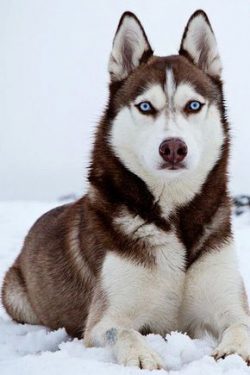 When signs of estrus appear in females, many owners think about breeding dogs. For this, it is r ...