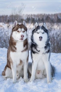 In the absence of experience, it is better to contact the dog breeders who will tell you about a ...