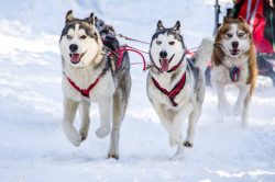 The gestation period lasts from 55 to 72 days. Younger dogs have been observed to produce fewer  ...