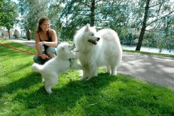 A striking characteristic of the breed is the so-called Samoyed smile: this dog looks as if it i ...