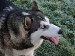 After purchasing a puppy, many owners cannot come up with a beautiful, sonorous nickname for a p ...