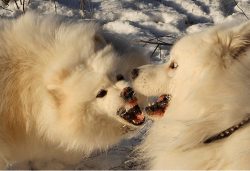 Samoyeds are quite dominant in relation to other dog breeds. They should be socialized from an e ...