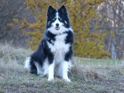 For female puppies, the nickname is chosen more carefully, it should be graceful, but serious an ...
