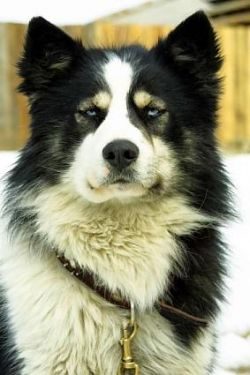 Most often you can find Yakuts with the following names: Siberia, Ldinka, Gerda, Sheila, Blizzar ...
