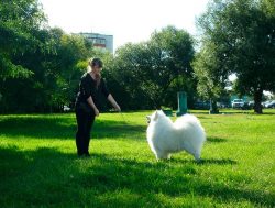 The Samoyed Laika is a friendly, gentle, cheerful, intelligent, dynamic, alert dog, slightly stu ...